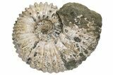 Bumpy Ammonite (Douvilleiceras) Fossil - Madagascar #224612-1